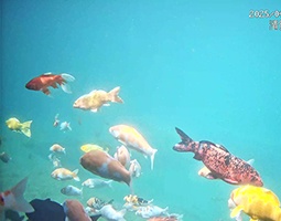 水下慢直播摄像机镜头记录锦鲤的自然生活图景